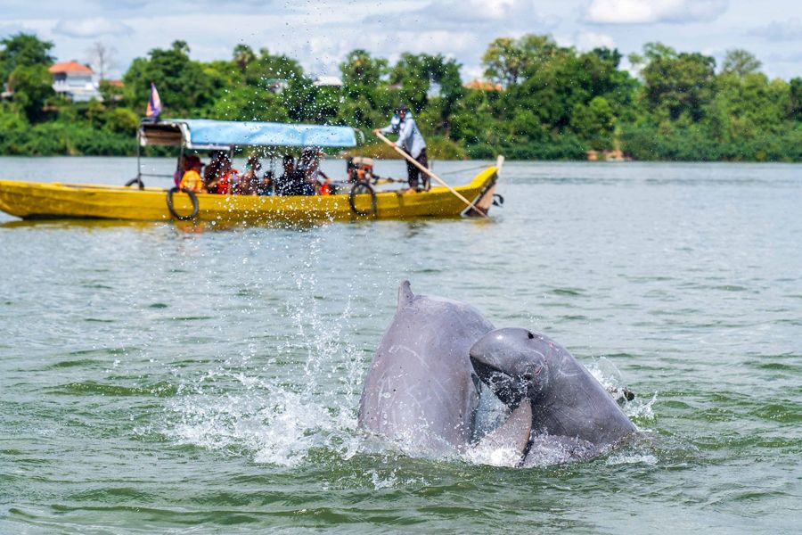 Mekong River Dolphin.jpg